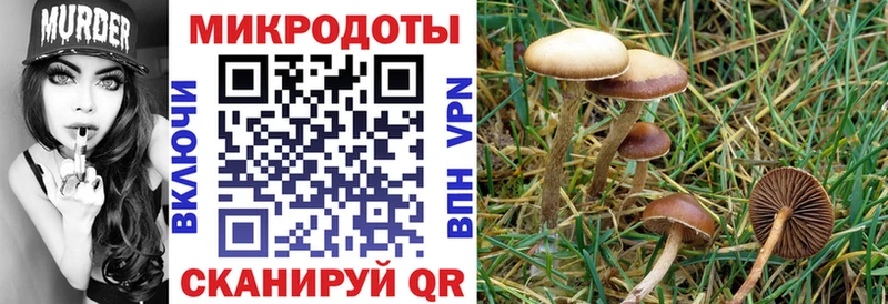 Галлюциногенные грибы Psilocybe  OMG ТОР  Светогорск 